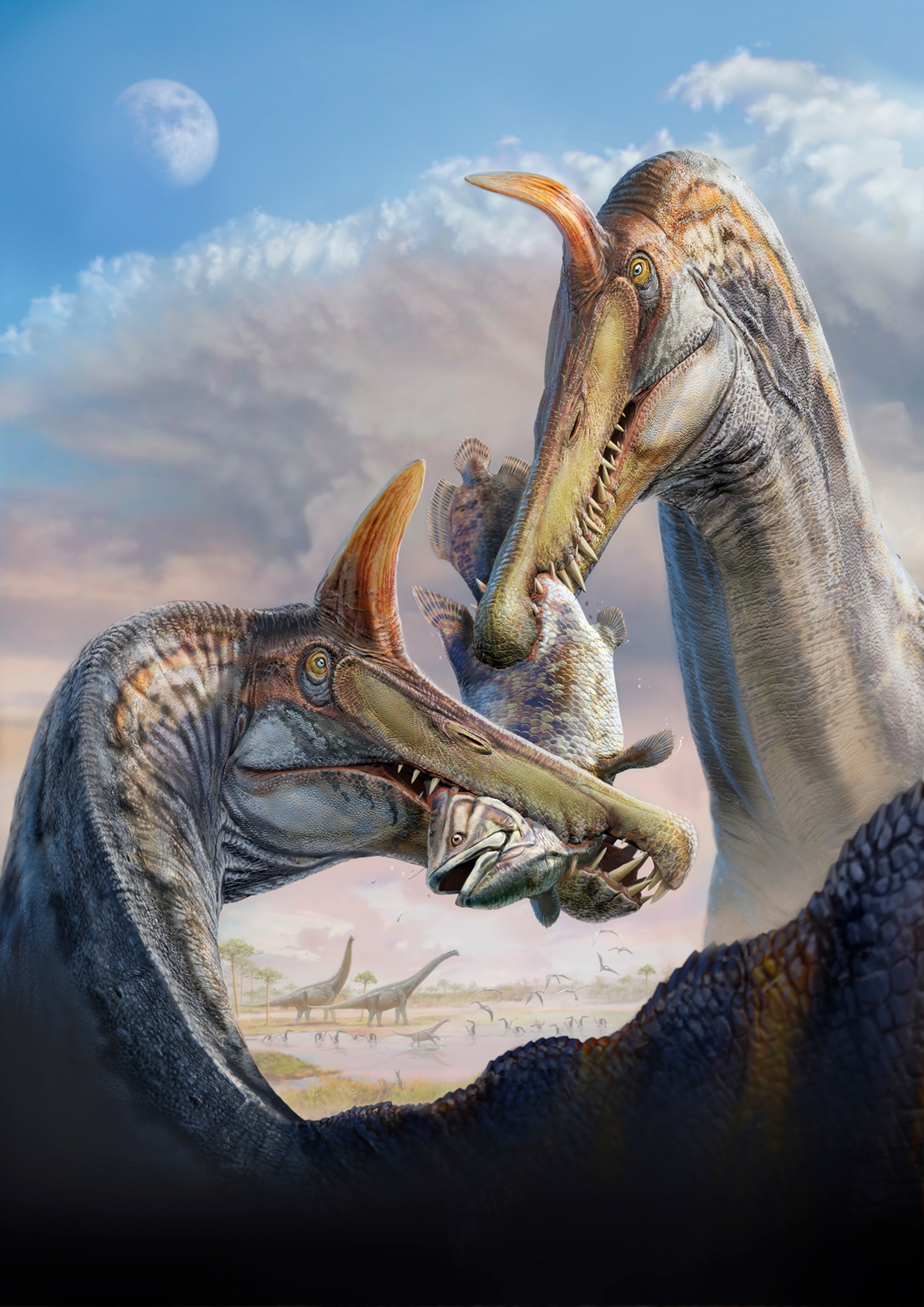 Two Spinosaurus mirabilis sp. nov. spar over a carcass of the coelacanth Mawsonia on the forested bank of a river some 95 million years ago in what is now the Sahara Desert in Niger.