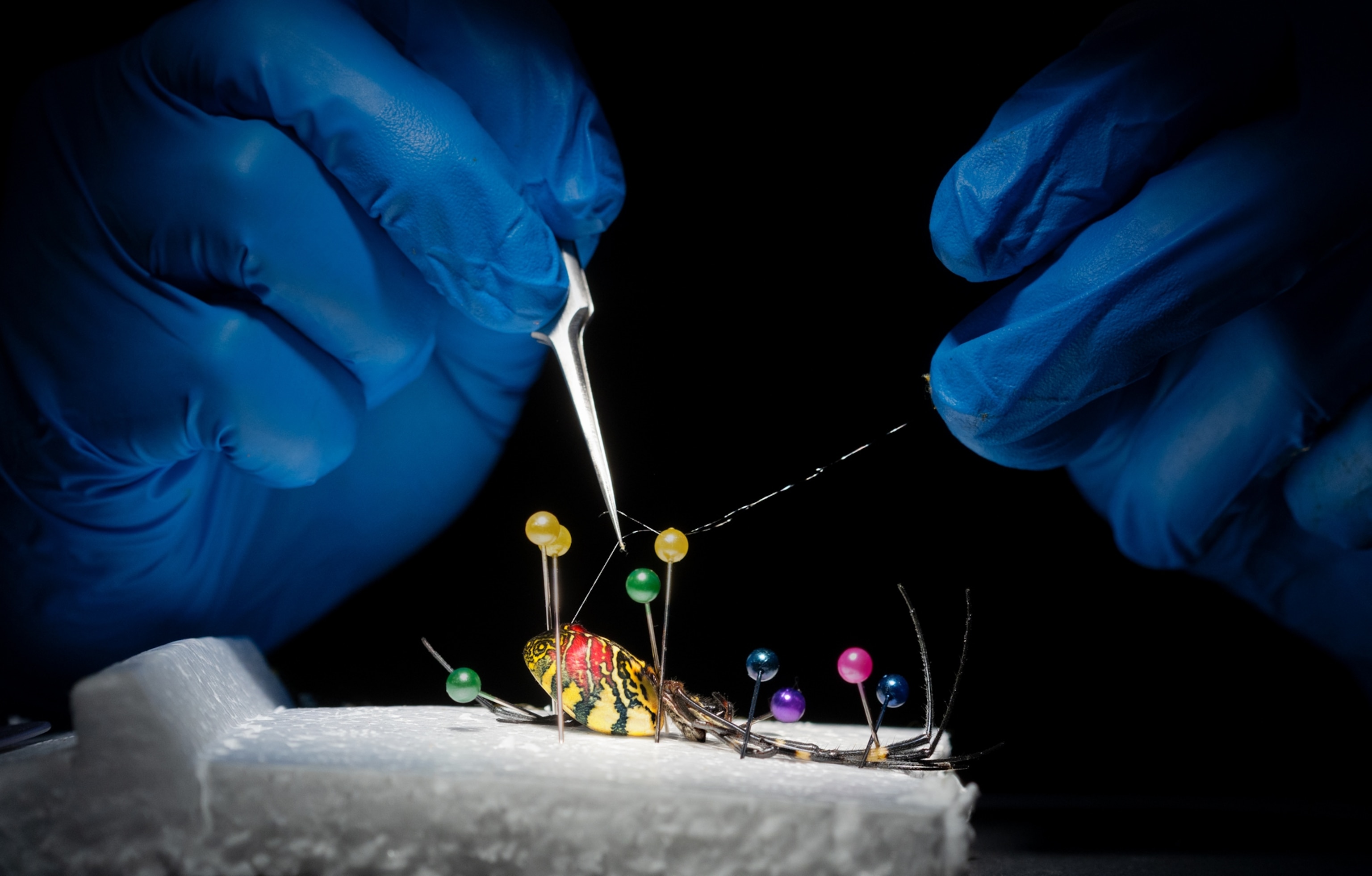 Two hand in blue gloves using pins with colorful heads on a spider.